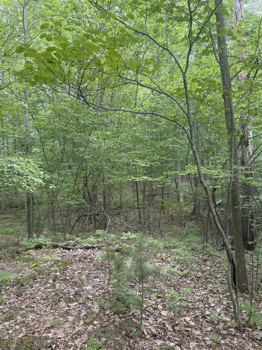 3680 Wieman Road Billings Township, MI 48612