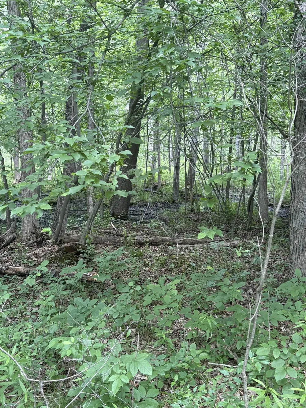 3680 Wieman Road Billings Township, MI 48612
