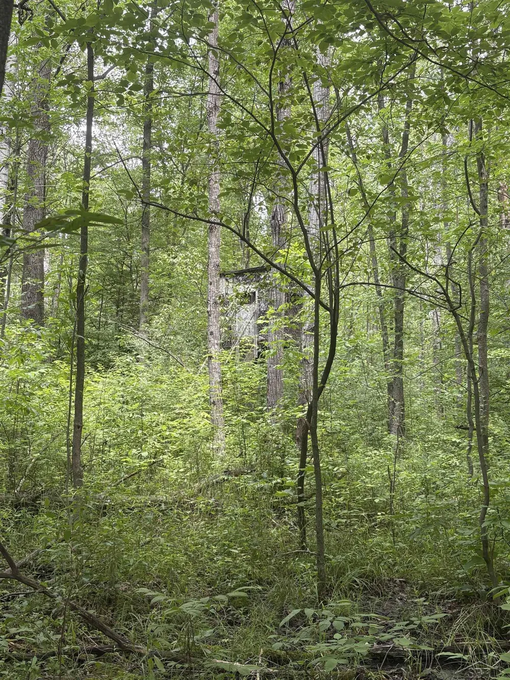 3680 Wieman Road Billings Township, MI 48612