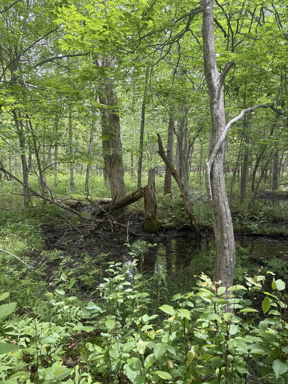 3680 Wieman Road Billings Township, MI 48612