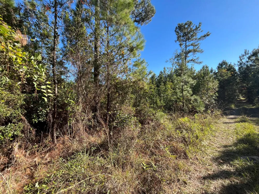 223 Mourning Dove Road 
