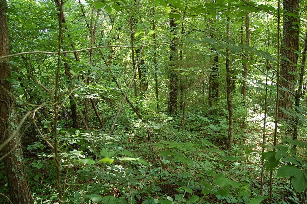 57 Hugh Allison Road Pikeville, TN 37367