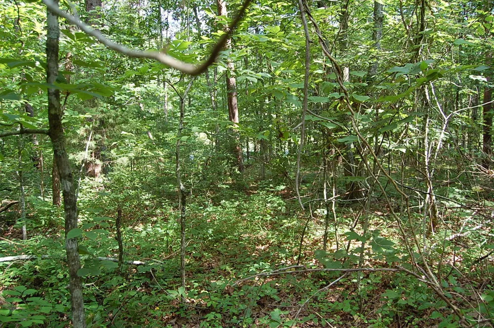 57 Hugh Allison Road Pikeville, TN 37367