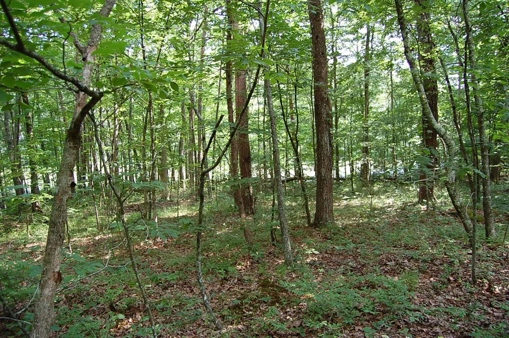 57 Hugh Allison Road Pikeville, TN 37367