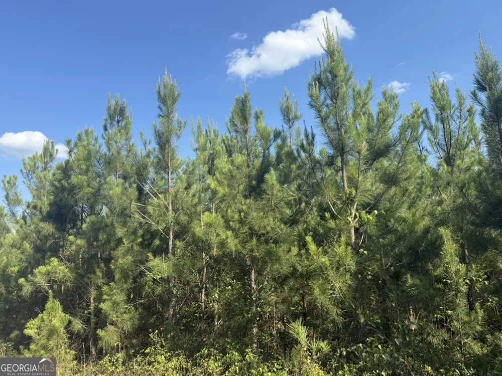 009 George Milling RD Cuthbert, GA 39840