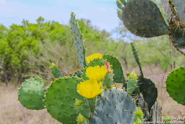 0000 County Road 341 Hondo, TX 78861
