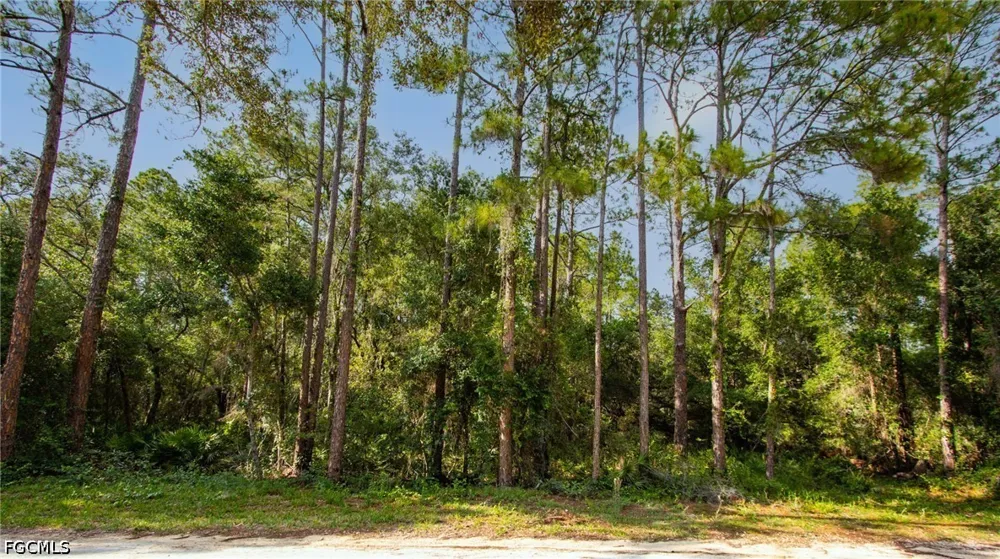 Norway Street Webster, FL 33597