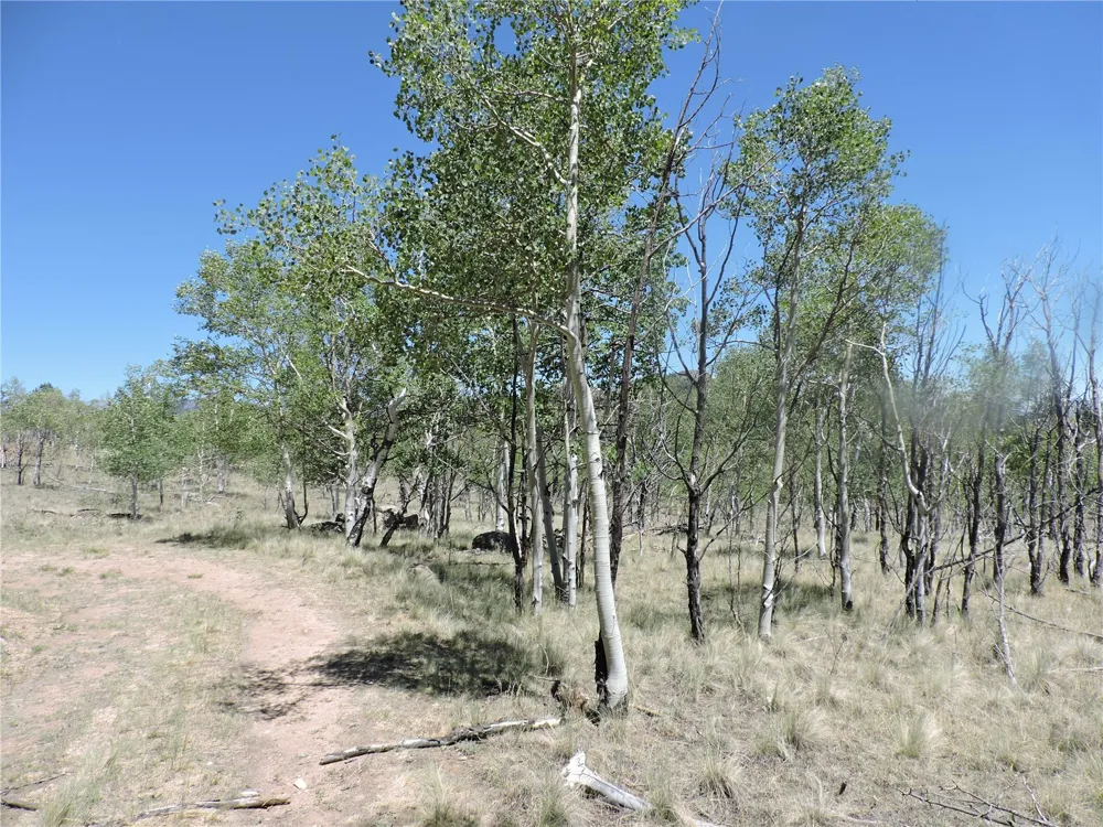 534 Concord Drive Jefferson, CO 80456
