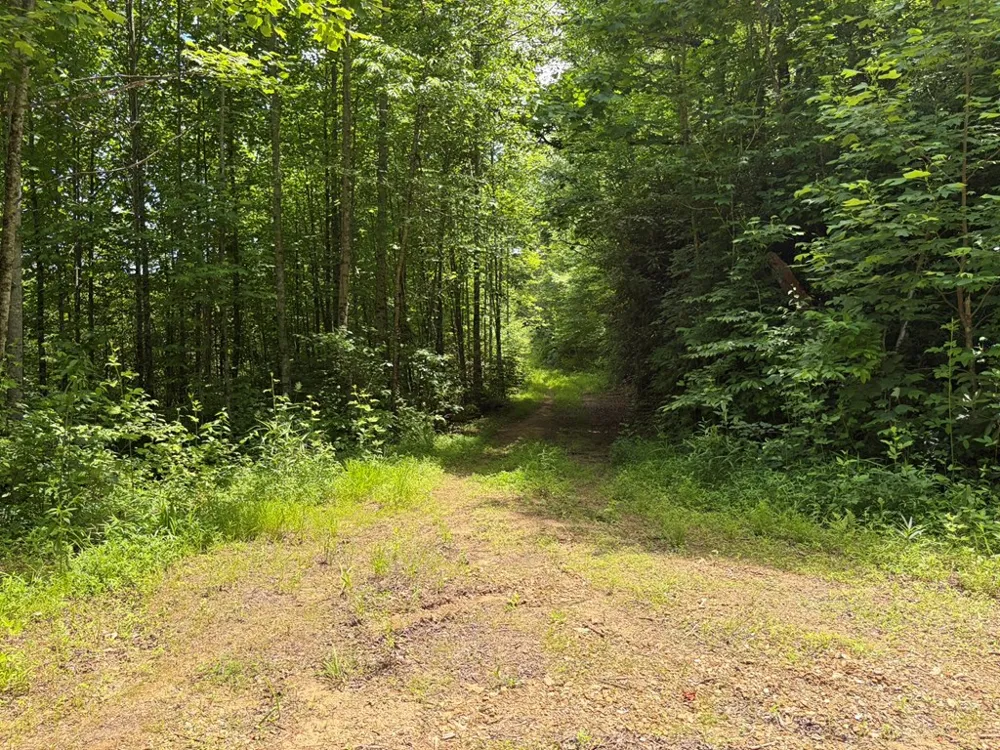 155 Acre Hemlock Ridge Subd Turtletown, TN 37391