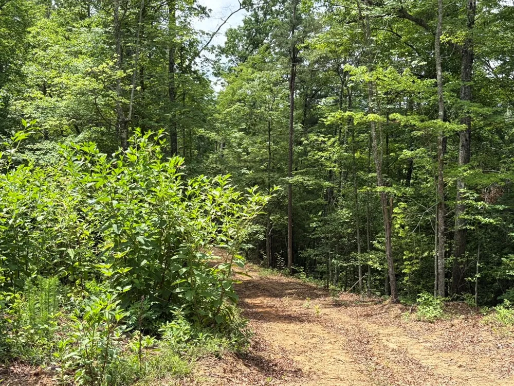 155 Acre Hemlock Ridge Subd Turtletown, TN 37391