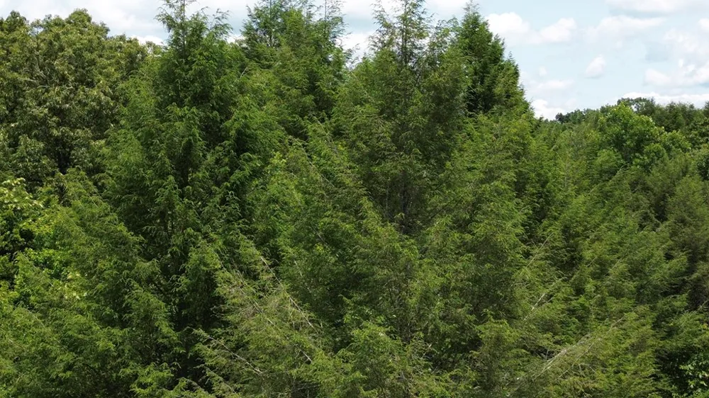 155 Acre Hemlock Ridge Subd Turtletown, TN 37391