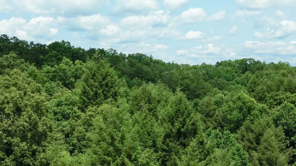 155 Acre Hemlock Ridge Subd Turtletown, TN 37391
