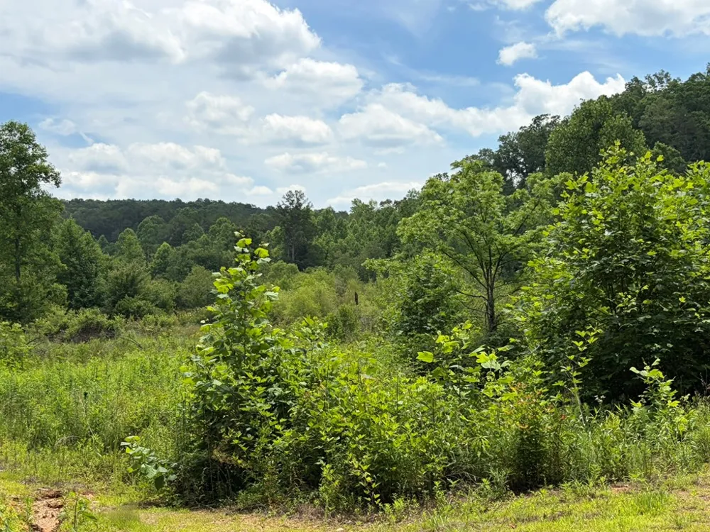 155 Acre Hemlock Ridge Subd Turtletown, TN 37391