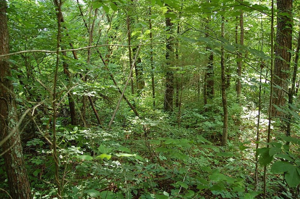 57 Hugh Allison Road Pikeville, TN 37367