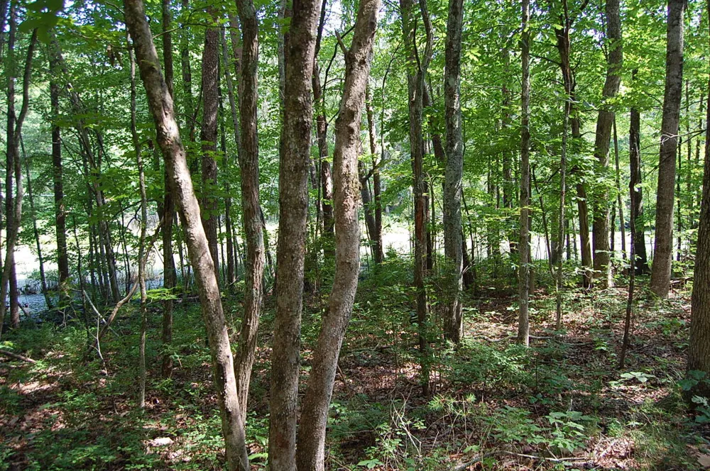 57 Hugh Allison Road Pikeville, TN 37367