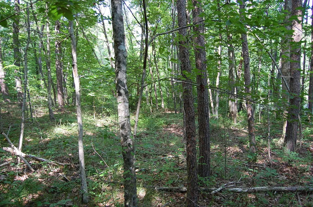 57 Hugh Allison Road Pikeville, TN 37367