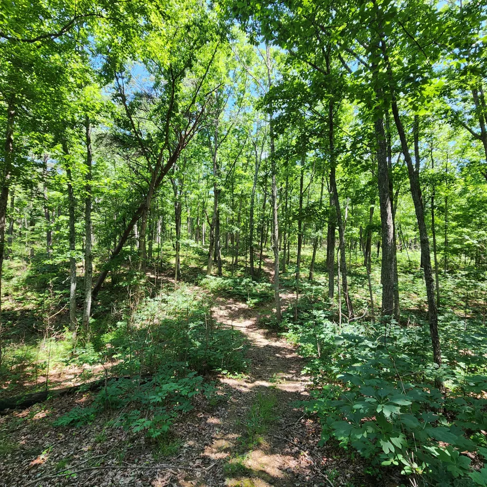 0 Eagle Point Drive Monteagle, TN 37356
