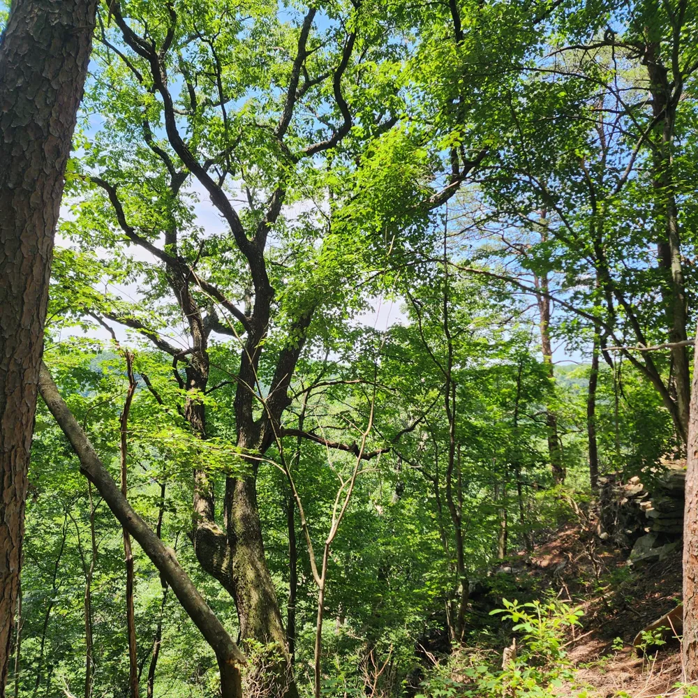 0 Eagle Point Drive Monteagle, TN 37356