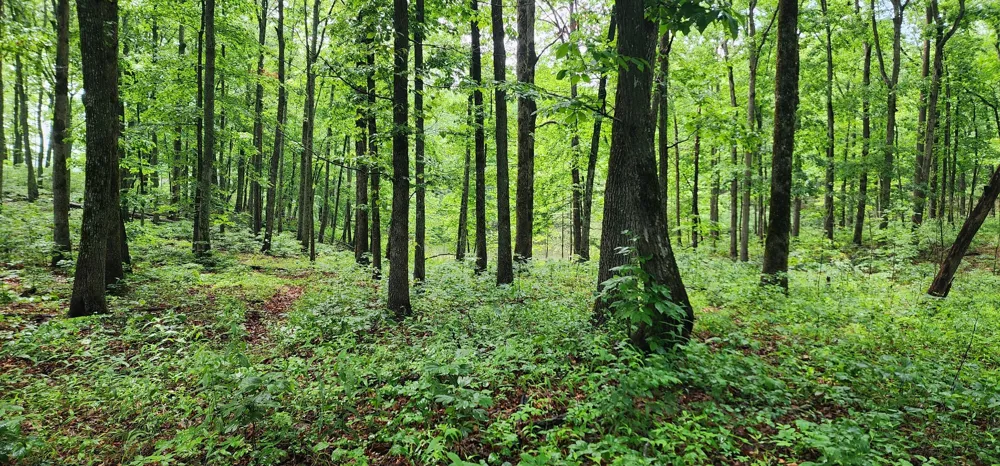 0 Eagle Point Drive Monteagle, TN 37356