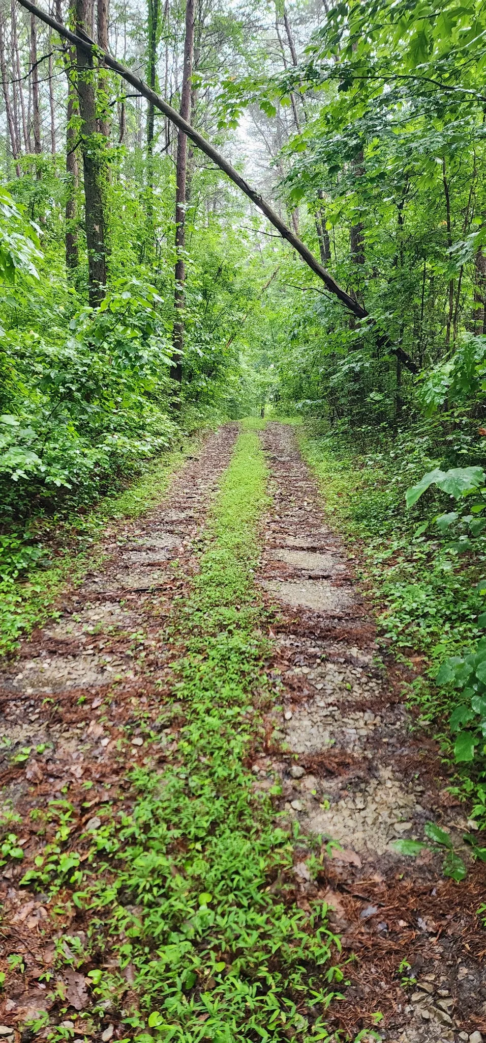 0 Eagle Point Drive Monteagle, TN 37356