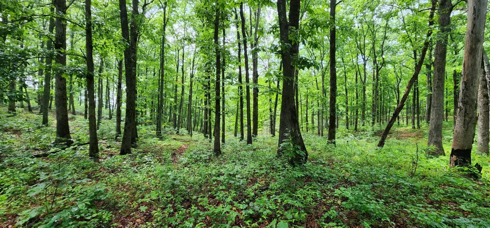 0 Eagle Point Drive Monteagle, TN 37356