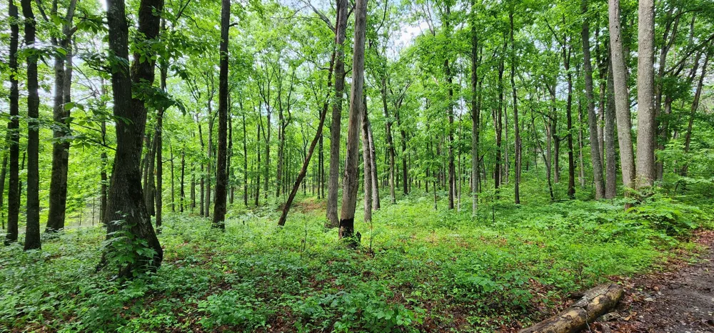0 Eagle Point Drive Monteagle, TN 37356