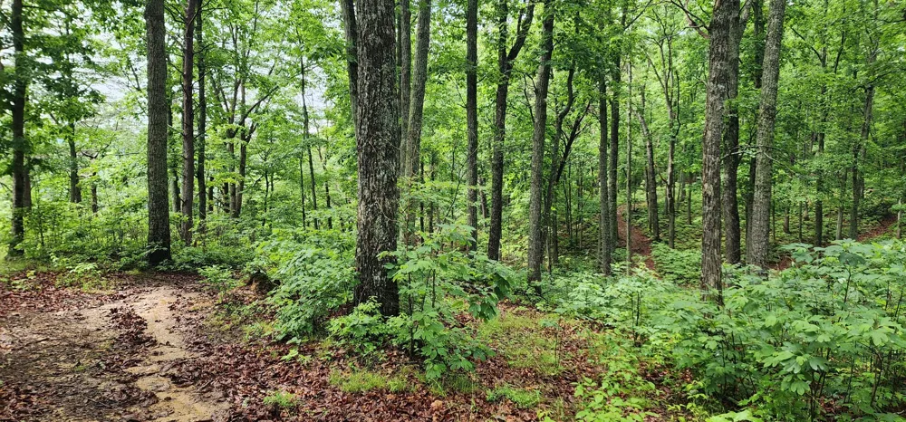 0 Eagle Point Drive Monteagle, TN 37356