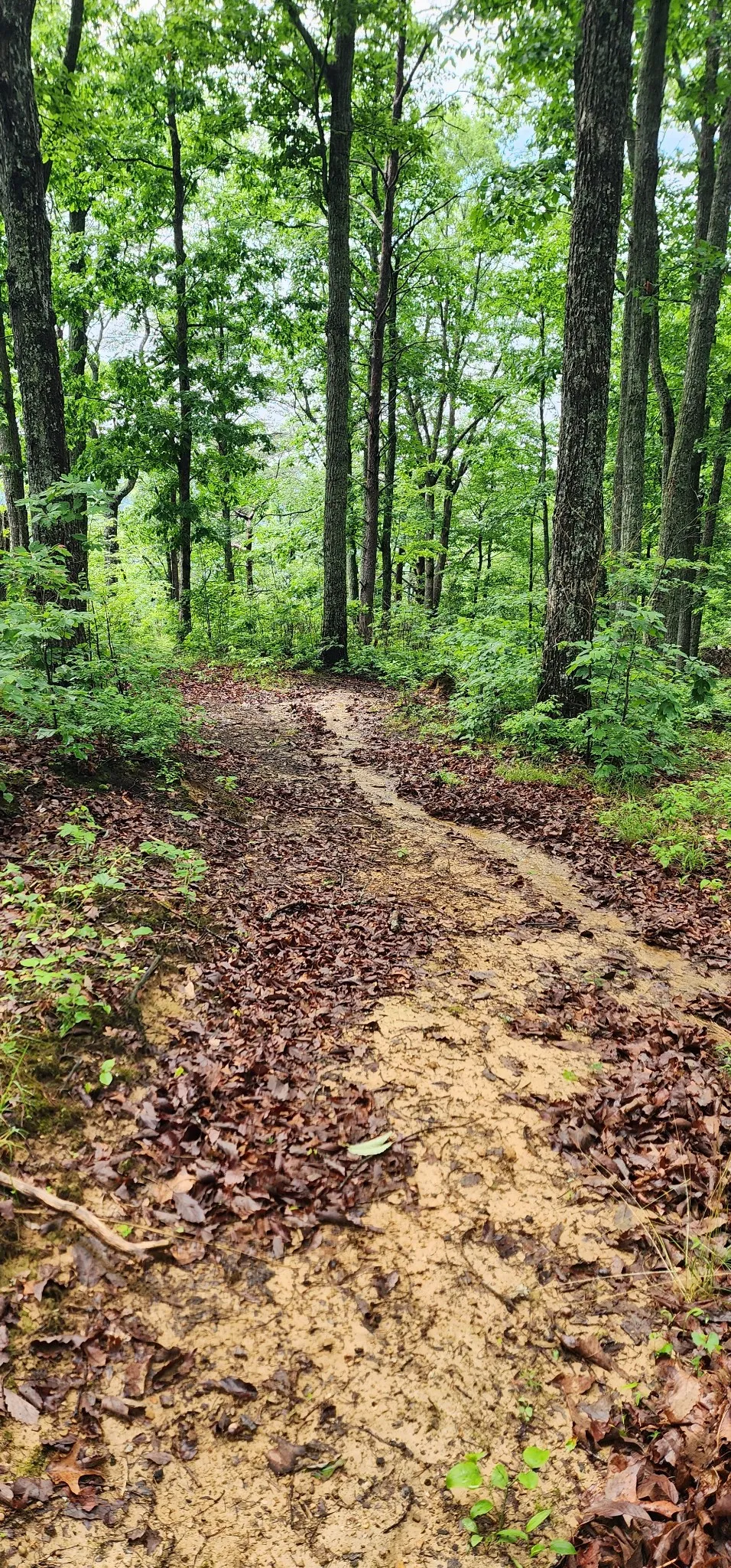 0 Eagle Point Drive Monteagle, TN 37356