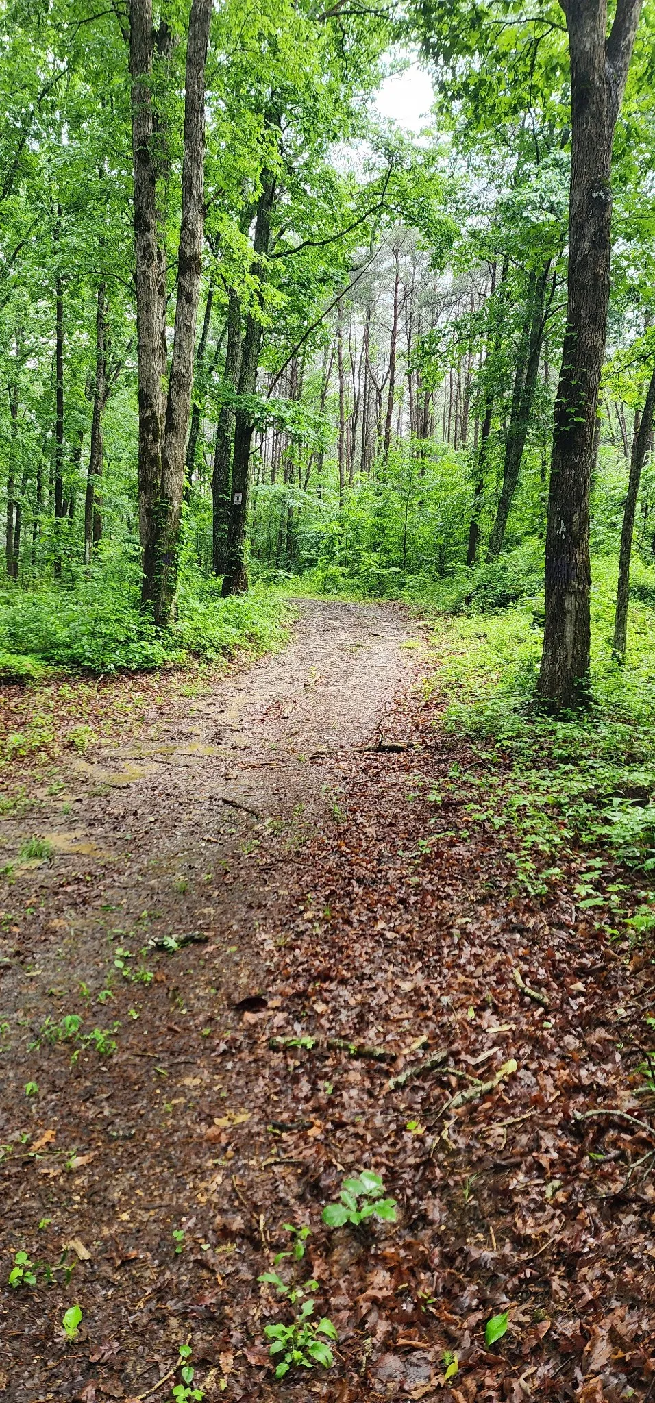 0 Eagle Point Drive Monteagle, TN 37356