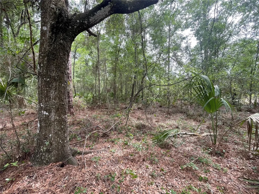 16486 CURLEW ROAD Brooksville, FL 34614