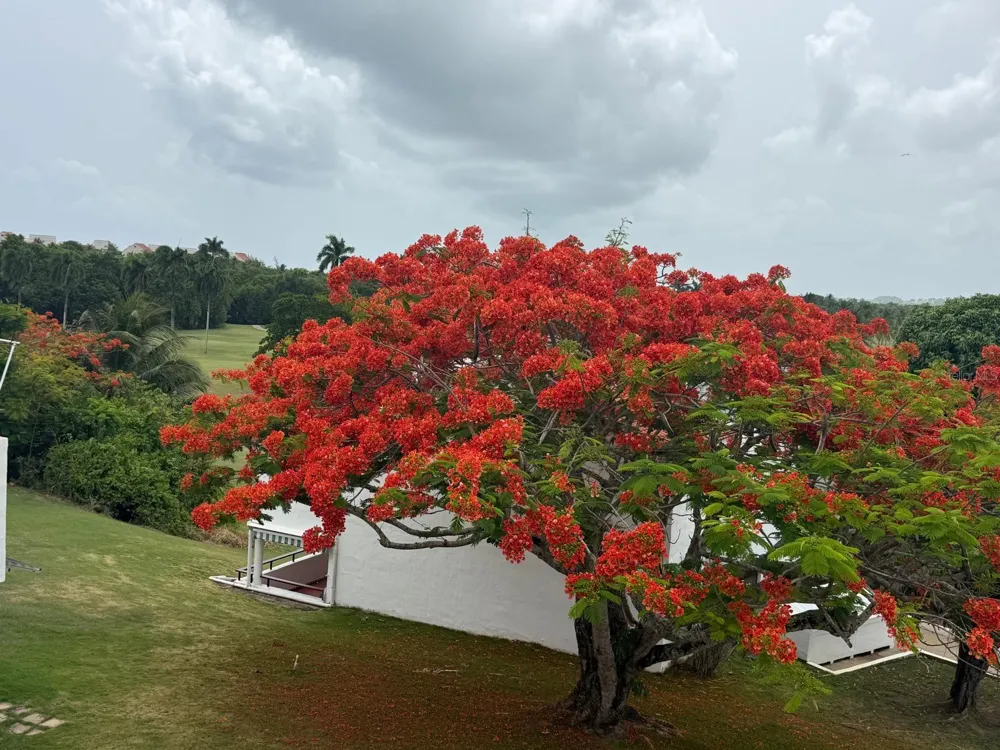 Cluster 2 6000 RIO MAR BOULEVARD #5D Rio Grande, PR 00745