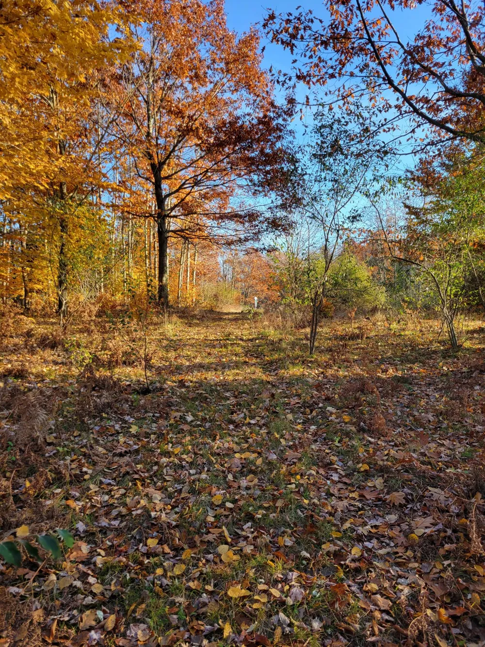 Smith Road #Lot 40 Onekama, MI 49675