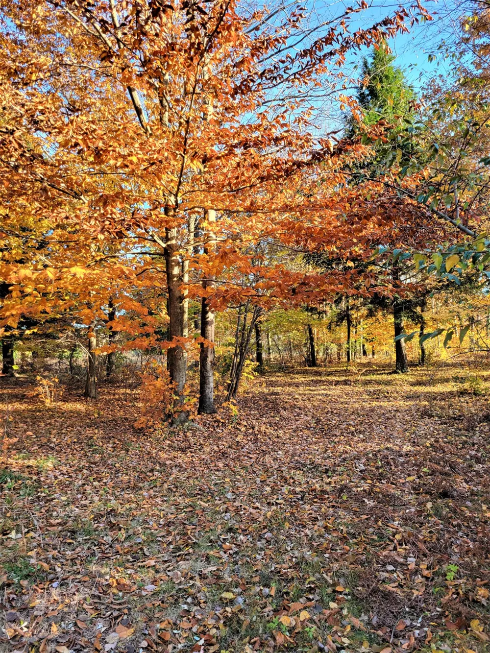 Smith Road #Lot 40 Onekama, MI 49675