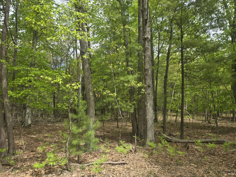 Ridge Road Mears, MI 49436