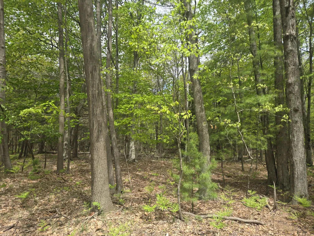 Ridge Road Mears, MI 49436