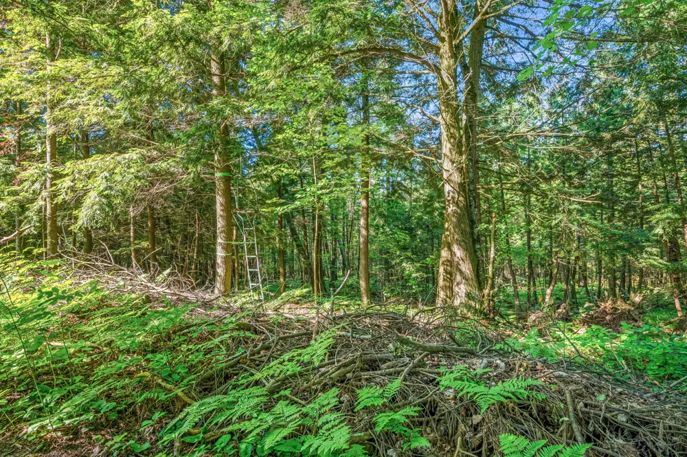 15971 Penesal Road Rose Lake Township, MI 49655
