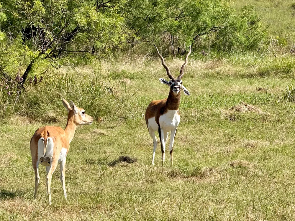 6226 FM 1241 Hamilton, TX 76531