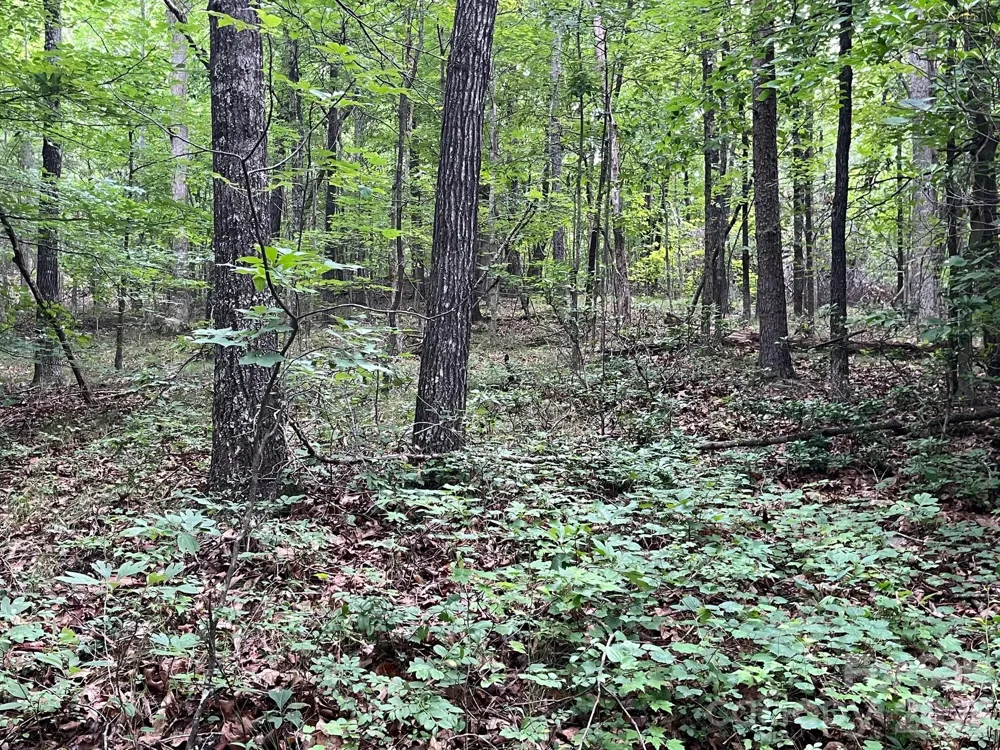 V/L Moore Branch Drive Nebo, NC 28761