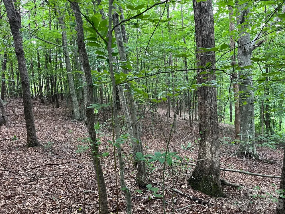 V/L Moore Branch Drive Nebo, NC 28761