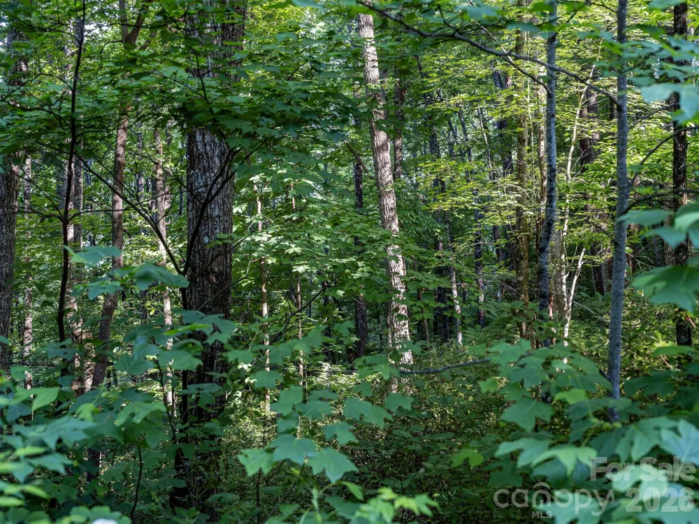 8 Carls Cove Road Black Mountain, NC 28711