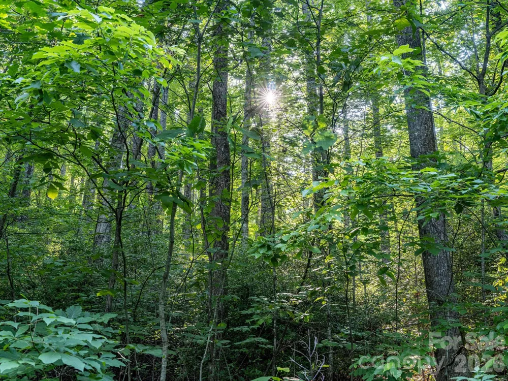 8 Carls Cove Road Black Mountain, NC 28711