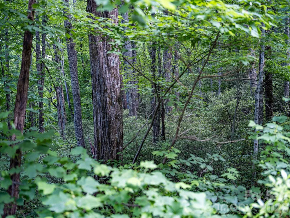 8 Carls Cove Road Black Mountain, NC 28711