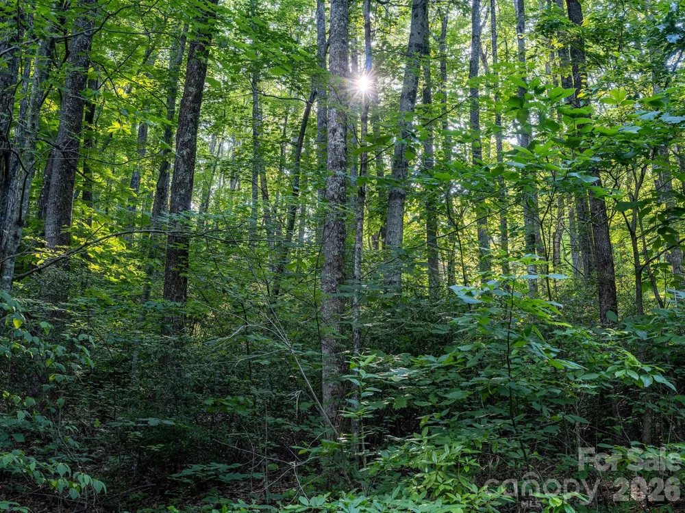 8 Carls Cove Road Black Mountain, NC 28711