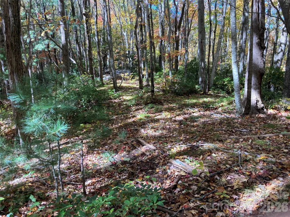 8 Carls Cove Road Black Mountain, NC 28711
