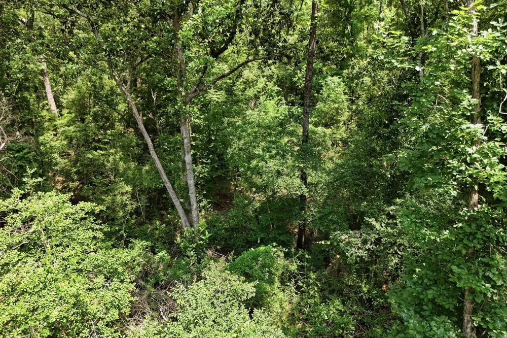 Coleman Drive Splendora, TX 77372
