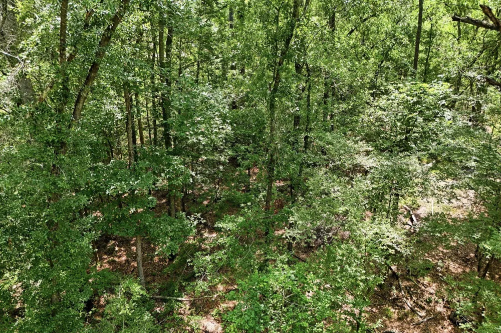 Coleman Drive Splendora, TX 77372
