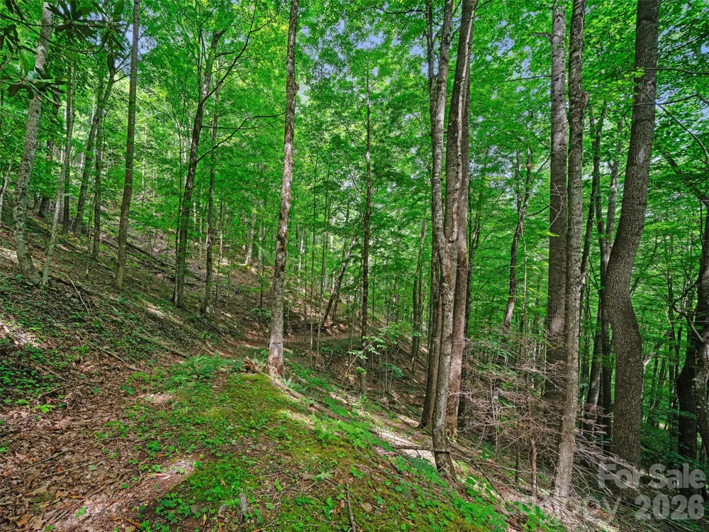 000 Shadow Moss Drive #8B Burnsville, NC 28714