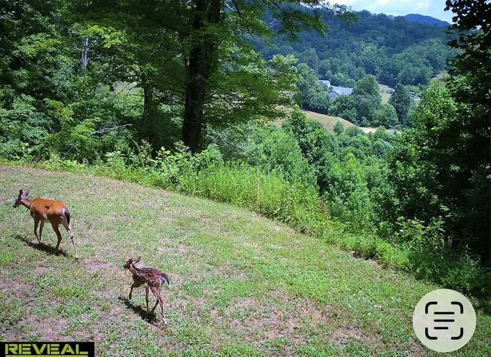Mane Loop Road Franklin, NC 28734