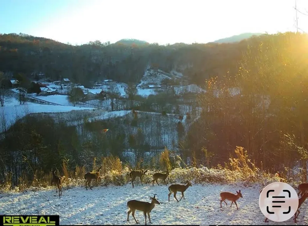 Mane Loop Road Franklin, NC 28734