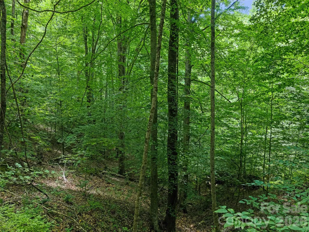 000 Hamlet Drive #1 Burnsville, NC 28714